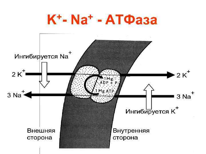 +K + Nа - АТФаза 