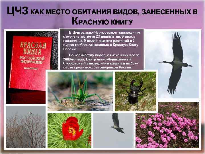 Животные и растения из красной книги курской области фото и описание