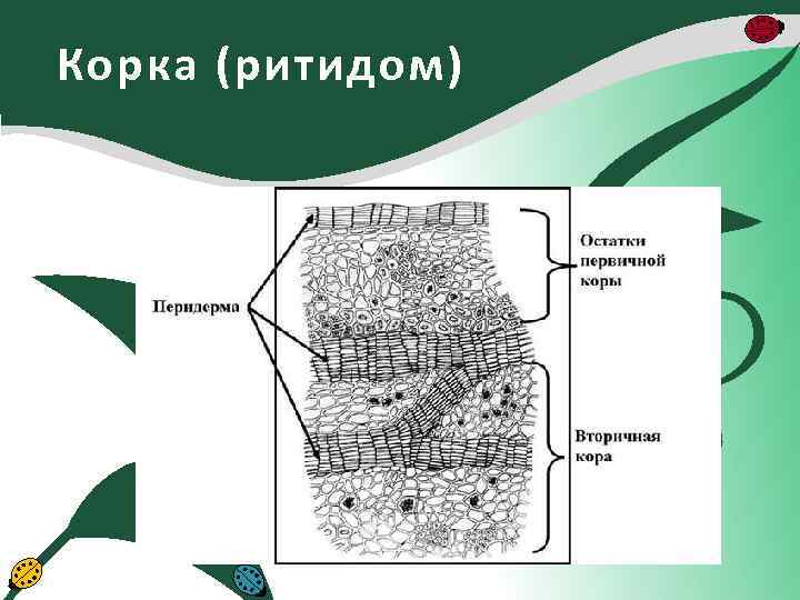 Строение корки схема