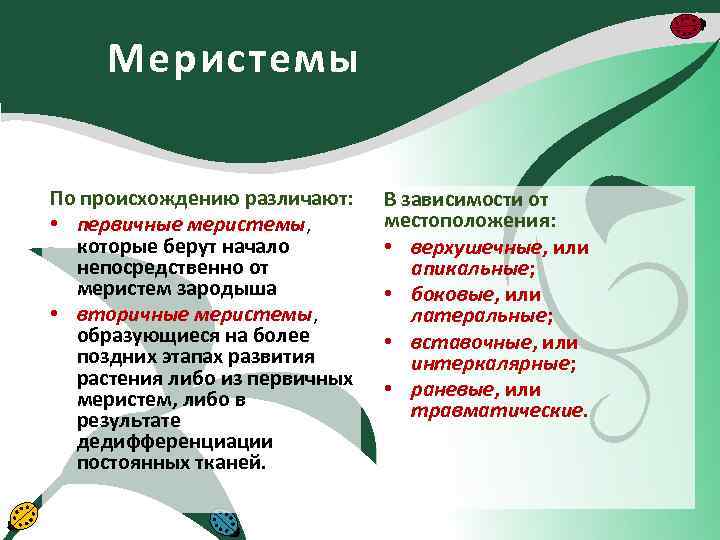 Меристемы По происхождению различают: • первичные меристемы, которые берут начало непосредственно от меристем зародыша