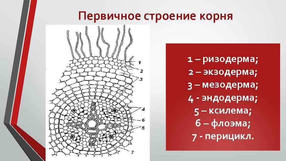 Первичное строение корня 1 – ризодерма; 2 – экзодерма; 3 – мезодерма; 4 -