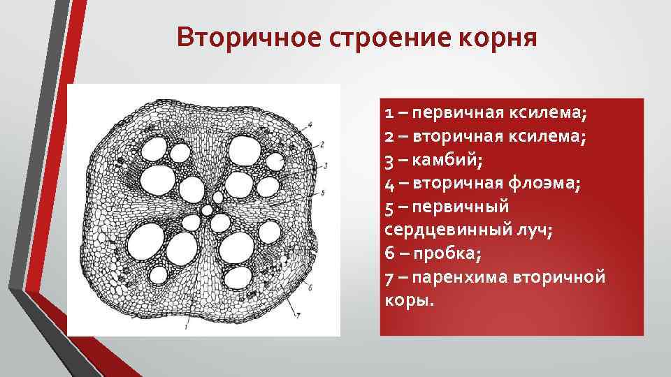 Вторичное строение корня 1 – первичная ксилема; 2 – вторичная ксилема; 3 – камбий;