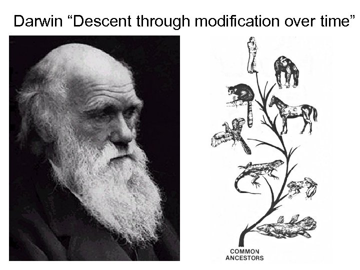 Darwin “Descent through modification over time” 