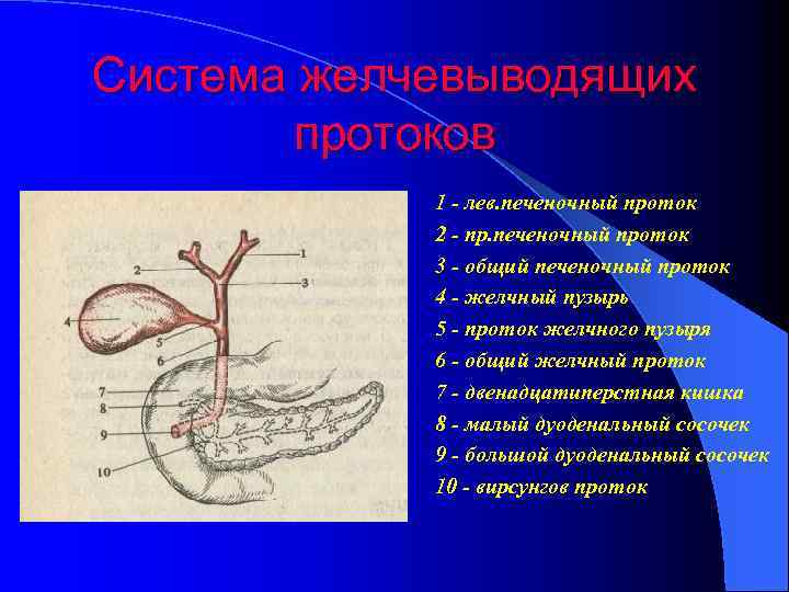 Болезнь желчных протоков. Общий желчный проток топографическая анатомия. Желчный пузырь, Внепечёночные протоки. Перечислите отделы общего желчного протока. Анатомия внепеченочной проток.