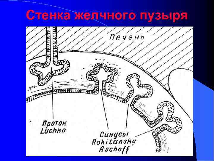 Стенка желчного пузыря 