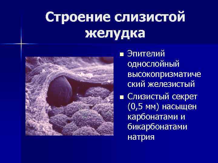 Строение слизистой желудка n n Эпителий однослойный высокопризматиче ский железистый Слизистый секрет (0, 5