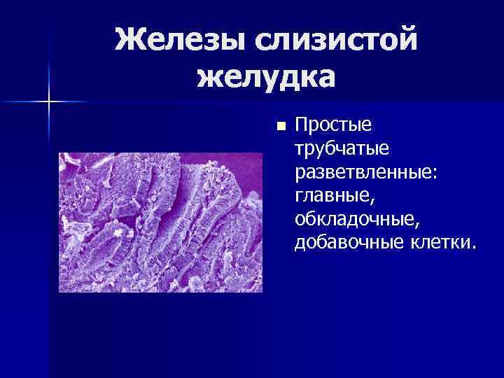 Железы слизистой желудка n Простые трубчатые разветвленные: главные, обкладочные, добавочные клетки. 