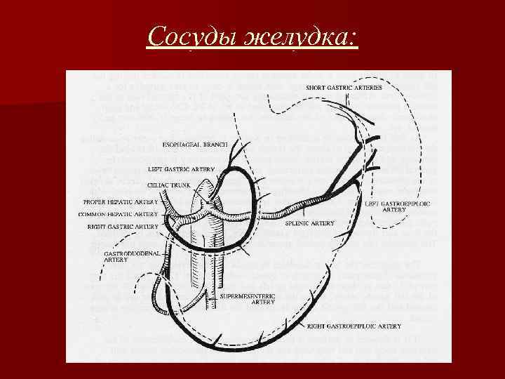 Сосуды желудка: 