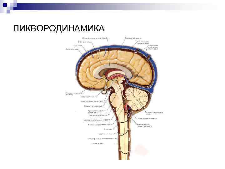 ЛИКВОРОДИНАМИКА 