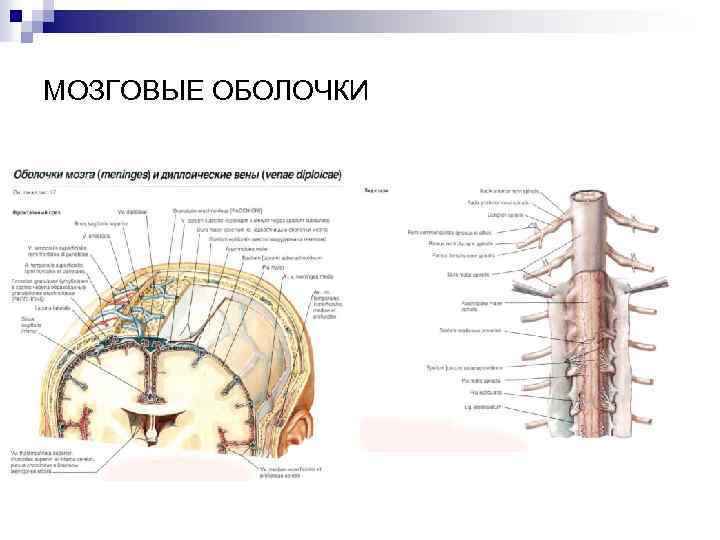 МОЗГОВЫЕ ОБОЛОЧКИ 