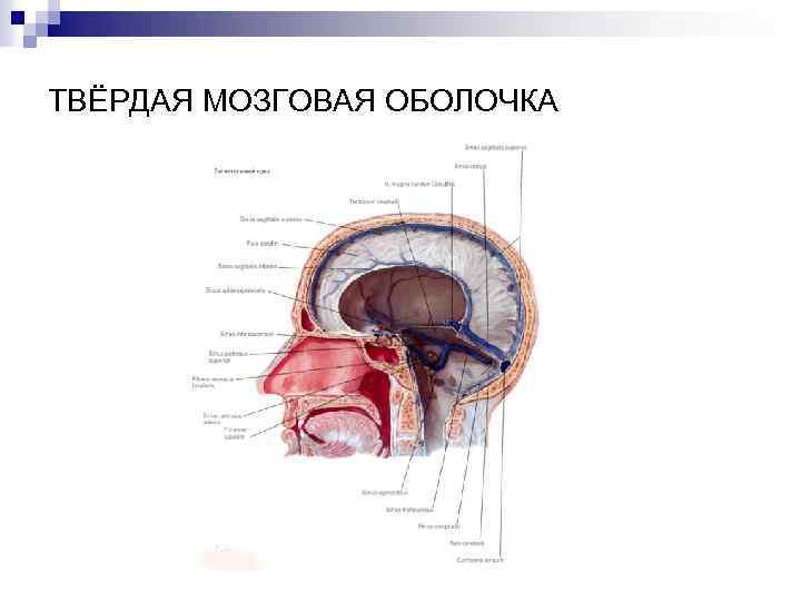 Твердо мозговая оболочка