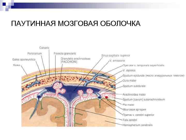 Особенности оболочек головного мозга