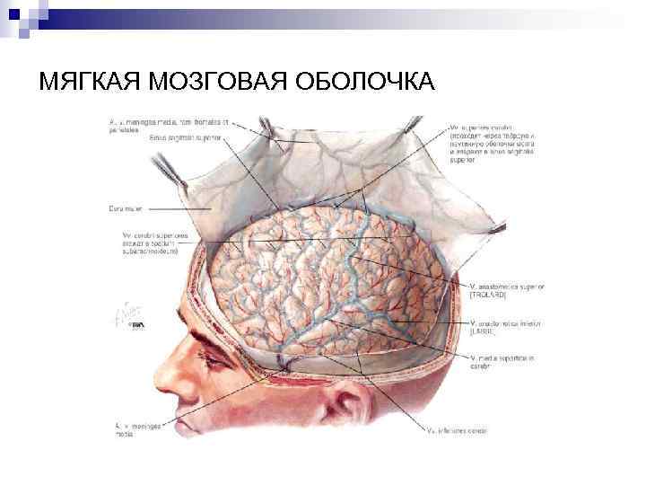 Мягкая мозговая оболочка головного мозга