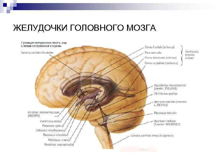 ЖЕЛУДОЧКИ ГОЛОВНОГО МОЗГА 