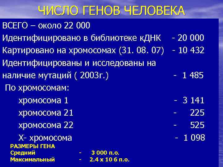 ЧИСЛО ГЕНОВ ЧЕЛОВЕКА ВСЕГО – около 22 000 Идентифицировано в библиотеке к. ДНК -