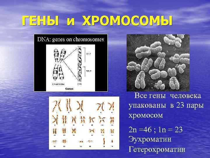 ГЕНЫ и ХРОМОСОМЫ Все гены человека упакованы в 23 пары хромосом 2 n =46