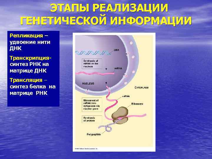 ЭТАПЫ РЕАЛИЗАЦИИ ГЕНЕТИЧЕСКОЙ ИНФОРМАЦИИ Репликация – удвоение нити ДНК Транскрипциясинтез РНК на матрице ДНК