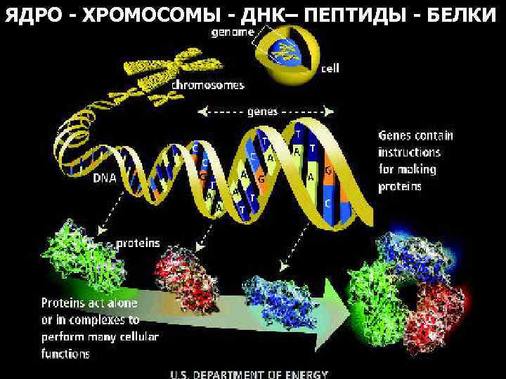 ЯДРО - ХРОМОСОМЫ - ДНК– ПЕПТИДЫ - БЕЛКИ 