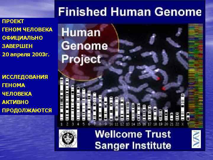 ПРОЕКТ ГЕНОМ ЧЕЛОВЕКА ОФИЦИАЛЬНО ЗАВЕРШЕН 20 апреля 2003 г. ИССЛЕДОВАНИЯ ГЕНОМА ЧЕЛОВЕКА АКТИВНО ПРОДОЛЖАЮТСЯ