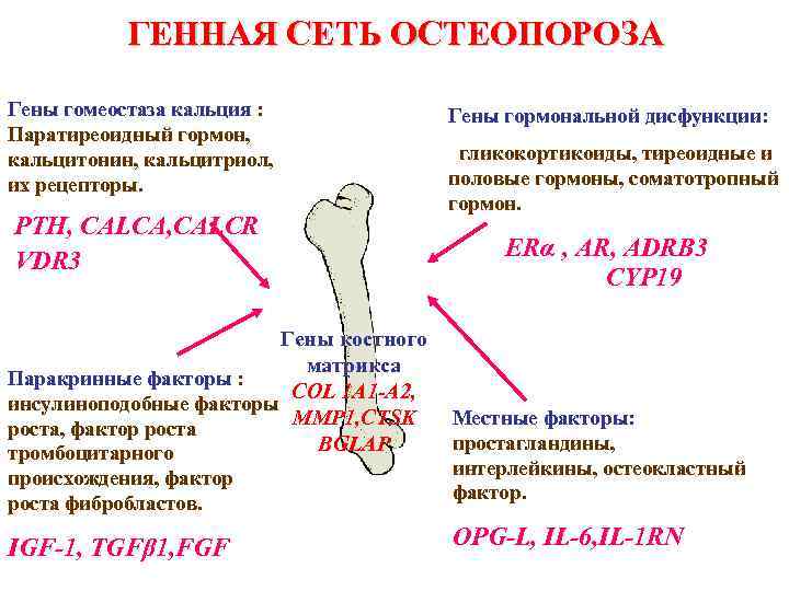ГЕННАЯ СЕТЬ ОСТЕОПОРОЗА Гены гомеостаза кальция : Паратиреоидный гормон, кальцитонин, кальцитриол, их рецепторы. PTH,