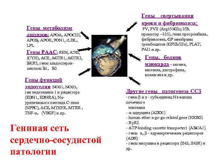 Гены метаболизм липидов: APOA, APOCIII, APOB, APOE, PON 1, r. LDL, LPL Гены РААС: