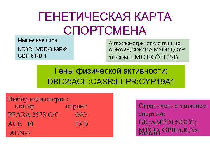 ГЕНЕТИЧЕСКАЯ КАРТА СПОРТСМЕНА Мышечная сила NR 3 C 1; VDR-3; IGF-2, GDF-8; RB-1 Антропометрические
