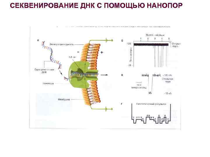 СЕКВЕНИРОВАНИЕ ДНК С ПОМОЩЬЮ НАНОПОР 