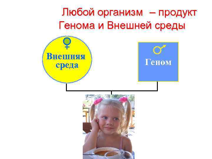 Любой организм – продукт Генома и Внешней среды Внешняя среда Геном 