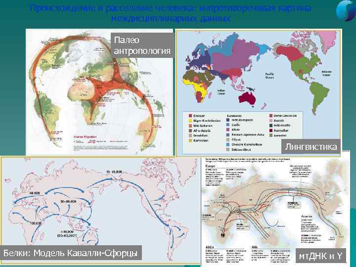 Происхождение и расселение человека: непротиворечивая картина междисциплинарных данных Палео антропология Лингвистика Белки: Модель Кавалли-Сфорцы