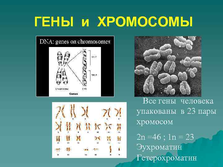 2 пара хромосом. Хромосомы человека. Ген и хромосома. Гены и хромосомы. Генетика хромосомы.