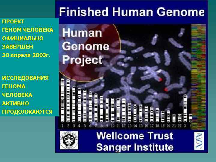 ПРОЕКТ ГЕНОМ ЧЕЛОВЕКА ОФИЦИАЛЬНО ЗАВЕРШЕН 20 апреля 2003 г. ИССЛЕДОВАНИЯ ГЕНОМА ЧЕЛОВЕКА АКТИВНО ПРОДОЛЖАЮТСЯ