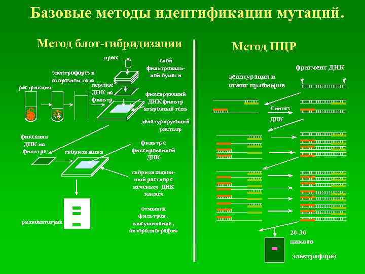 Базовые методы идентификации мутаций. Метод блот-гибридизации пресс электрофорез в агарозном геле перенос рестрикция ДНК