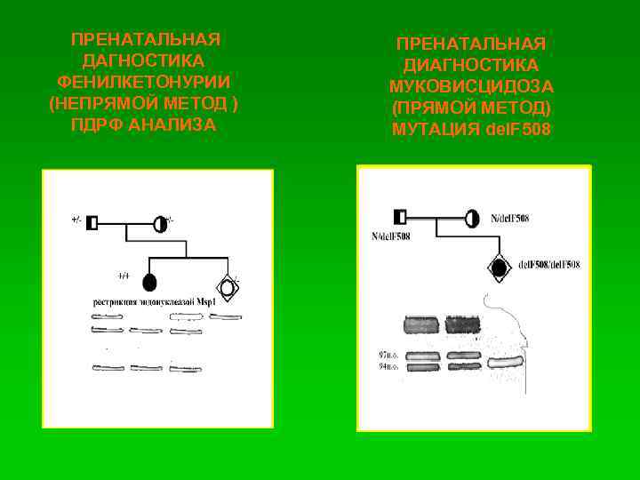 ПРЕНАТАЛЬНАЯ ДАГНОСТИКА ФЕНИЛКЕТОНУРИИ (НЕПРЯМОЙ МЕТОД ) ПДРФ АНАЛИЗА ПРЕНАТАЛЬНАЯ ДИАГНОСТИКА МУКОВИСЦИДОЗА (ПРЯМОЙ МЕТОД) МУТАЦИЯ