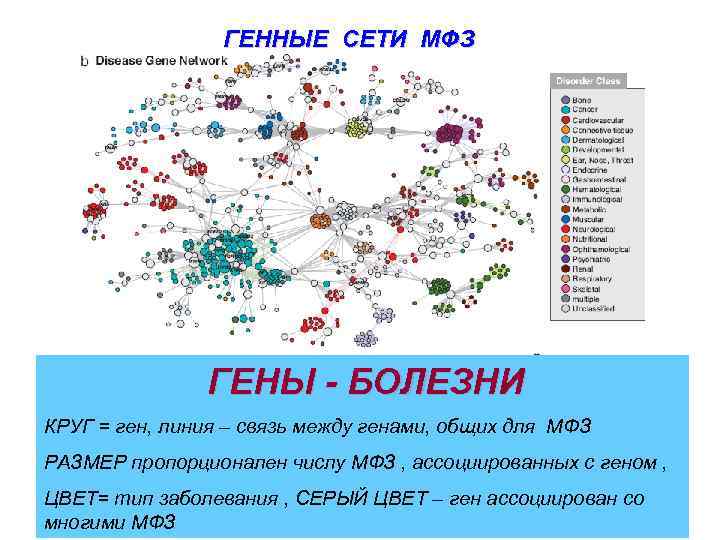 ГЕННЫЕ СЕТИ МФЗ ГЕНЫ - БОЛЕЗНИ КРУГ = ген, линия – связь между генами,