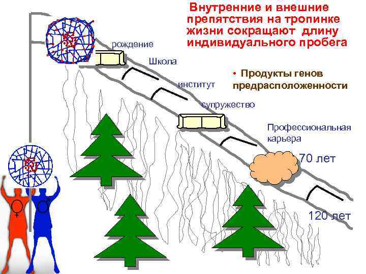 рождение Внутренние и внешние препятствия на тропинке жизни сокращают длину индивидуального пробега Школа •