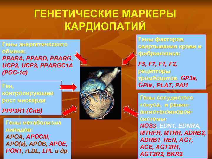 ГЕНЕТИЧЕСКИЕ МАРКЕРЫ КАРДИОПАТИЙ Гены энергетического обмена: PPARA, PPARD, PRARG, UCP 2, UCP 3, PPARGC