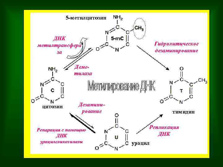 5 -метилцитозин ДНК метилтрансфера за Гидролитическое дезаминирование Деметилаза цитозин Дезаминирование Репарация с помощью ДНК