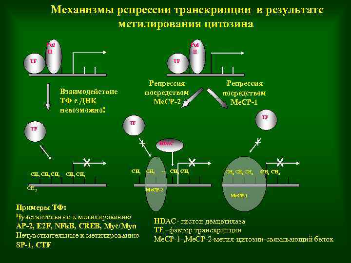  Механизмы репрессии транскрипции в результате метилирования цитозина Pol II Pol II TF TF