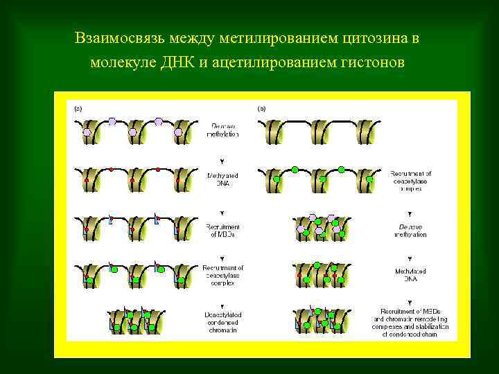 Взаимосвязь между метилированием цитозина в молекуле ДНК и ацетилированием гистонов 