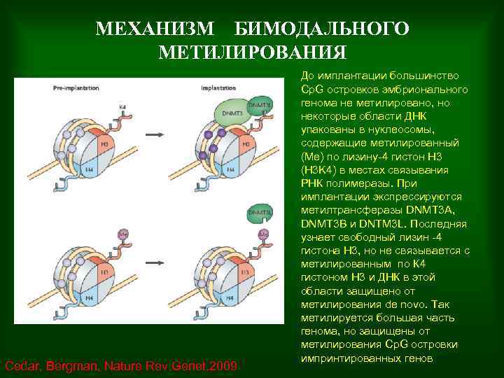 МЕХАНИЗМ БИМОДАЛЬНОГО МЕТИЛИРОВАНИЯ Cedar, Bergman, Nature Rev. Genet. 2009 До имплантации большинство Cp. G