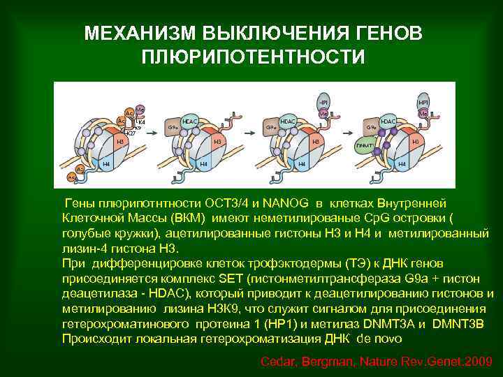 МЕХАНИЗМ ВЫКЛЮЧЕНИЯ ГЕНОВ ПЛЮРИПОТЕНТНОСТИ Гены плюрипотнтности OCT 3/4 и NANOG в клетках Внутренней Клеточной