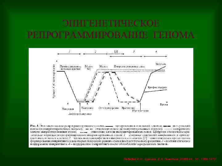 ЭПИГЕНЕТИЧЕСКОЕ РЕПРОГРАММИРОВАНИЕ ГЕНОМА Лебедев И. Н. , Сажина Е. А. Генетика 2008 б 44.