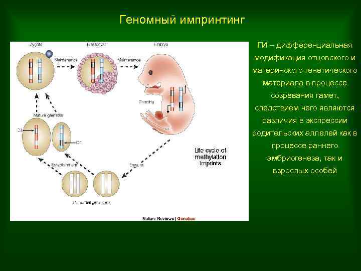 Презентация по эпигенетике