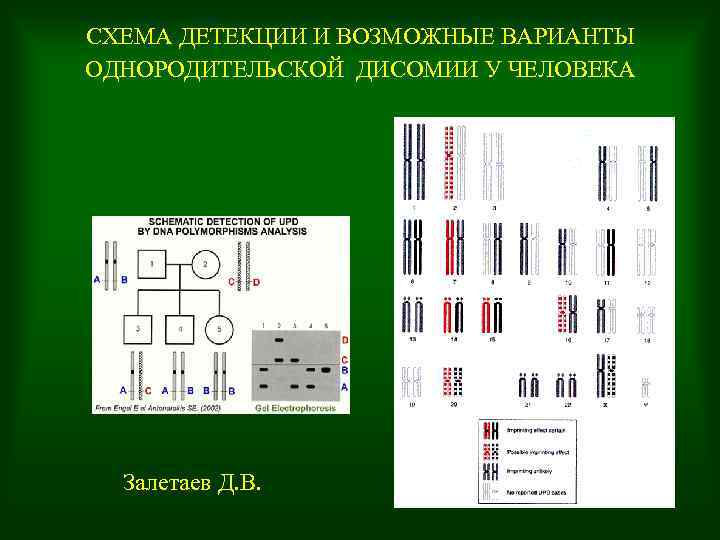 СХЕМА ДЕТЕКЦИИ И ВОЗМОЖНЫЕ ВАРИАНТЫ ОДНОРОДИТЕЛЬСКОЙ ДИСОМИИ У ЧЕЛОВЕКА Залетаев Д. В. 