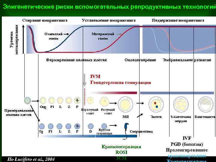 Эпигенетические риски вспомогательных репродуктивных технологий Уровень метилирования Стирание импринтинга Установление импринтинга Отцовский геном Поддержание