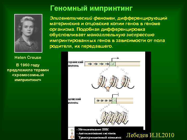 Презентация по эпигенетике