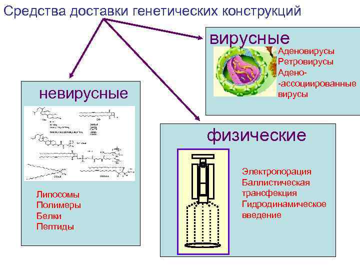 Генная терапия презентация