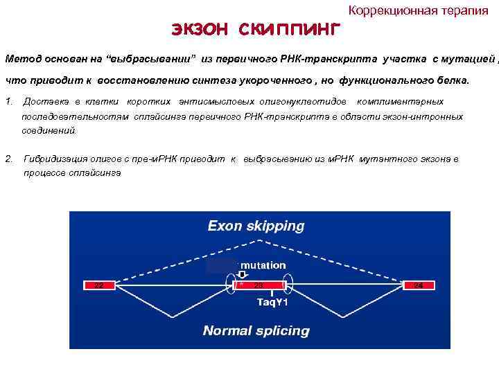  экзон скиппинг Коррекционная терапия Метод основан на “выбрасывании” из первичного РНК-транскрипта участка с