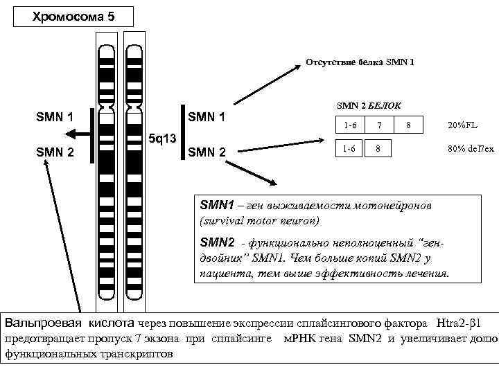 Хромосома 5 Отсутствие белка SMN 1 SMN 2 SMN 1 5 q 13 SMN