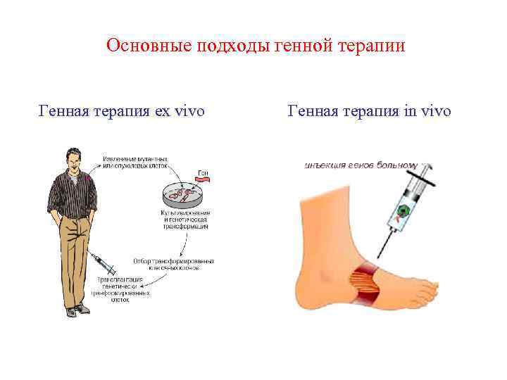 Основные подходы генной терапии Генная терапия ex vivo Генная терапия in vivo 